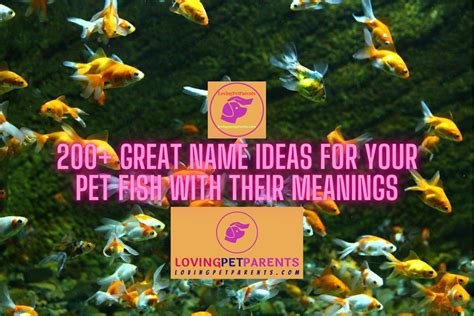 200 Great Name Ideas For Your Pet Fish With Their Meanings Loving