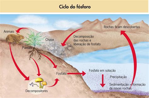 Ciclos Biogeoquímicos Biología Del Suelo