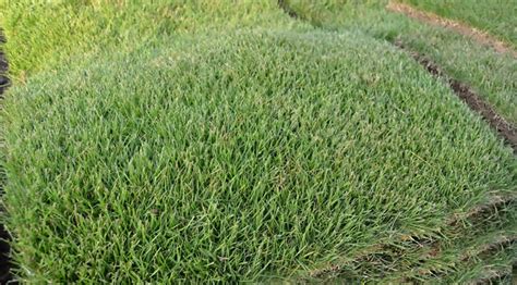 Everything You Need To Know About Zoysia Grass Wikilawn