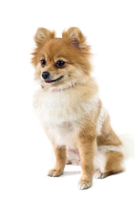 Il Cucciolo Pomeranian Sveglio Dello Spitz Color Crema Sta Stando Su Un