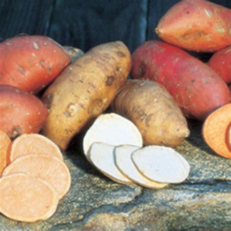 White Yam Sweet Potato Sweet Potatoes Rh Shumways Company