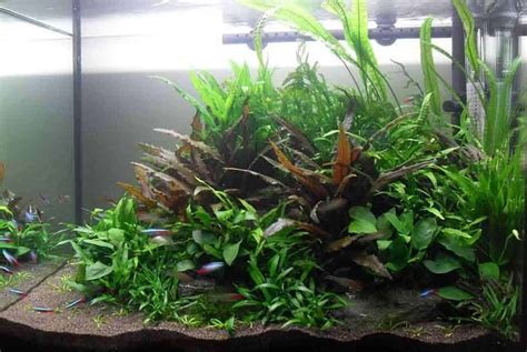 Aquascaping For Beginners Introduction Shrimp And Snail Breeder