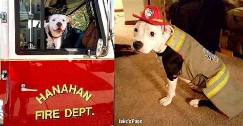 Pit Bull Puppy Burned In Fire Becomes A Firefighter Life With Dogs