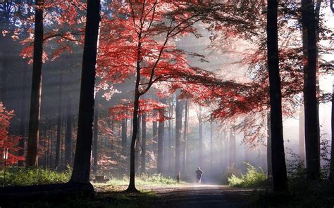 4557038 Path Bench Nature Empty Park Atmosphere Mist Morning