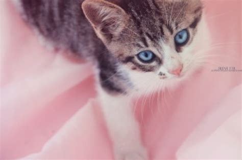 ๑๑ Blue Eyed Girl ๑๑ Pretty Lovely Blue Eyed Kitty Paw Print Cat