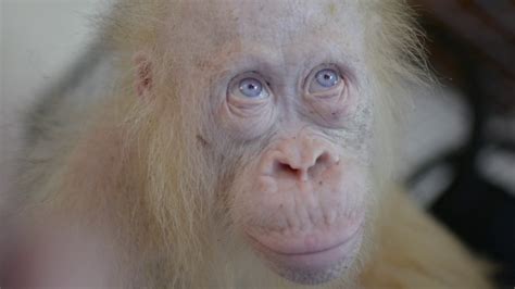 Meet Alba The Albino Orangutan Bos Foundation Youtube