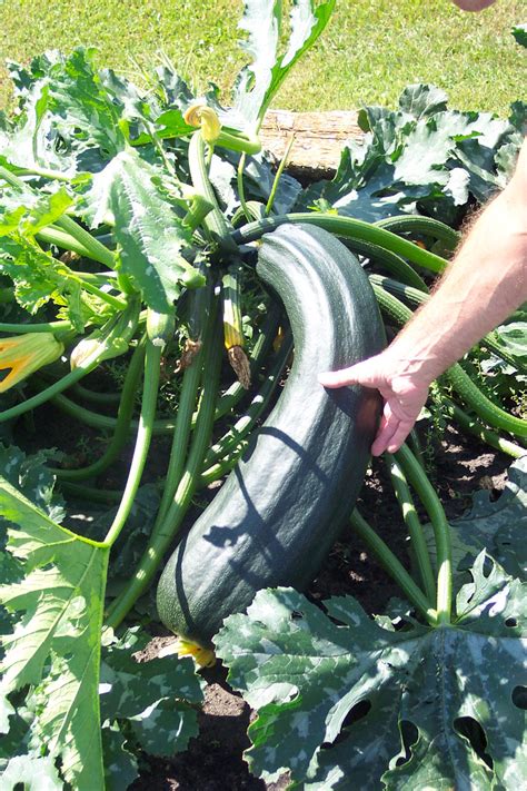 Huge Zucchini Free Stock Photo Public Domain Pictures
