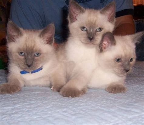 Pick siamese kittens for adoption! Siamese Kittens FOR SALE ADOPTION from voorheesville New ...