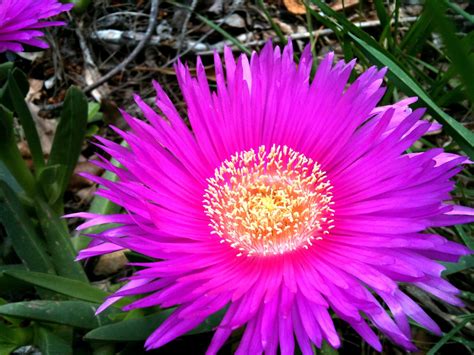 Succulent With Tall Purple Flowers Spectacular Succulent Flowers