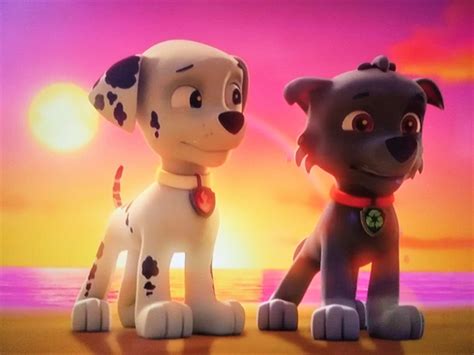 Rocky And Marshall Paw Patrol Relation Ship Wiki Fandom Paw Patrol