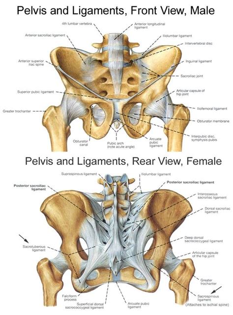 Pelvic Anatomy Ligaments Ligaments As A Source Of Pain And Suppressed Performance These