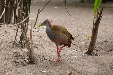 R Le Yp Caha Aramides Ypecaha Giant Wood Rail Flickr