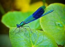 Blaue Libelle Foto & Bild | tiere, wildlife, libellen Bilder auf ...