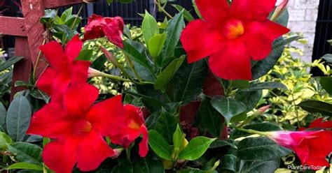 Growing Mandevilla Vine In Pots How To Care For Potted Mandevillas