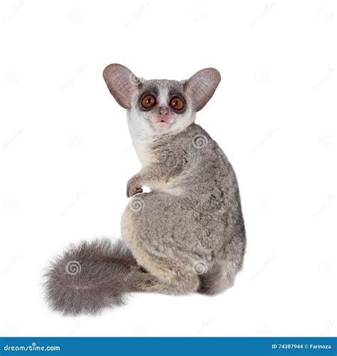 Bushbaby Senegal Geïsoleerd Op Wit Stock Foto Image Of Aanbiddelijk