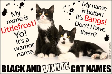 A big list of warrior cat name prefixes and suffixes! 74 PURRfectly Creative Name Ideas for Your Black and White Cat