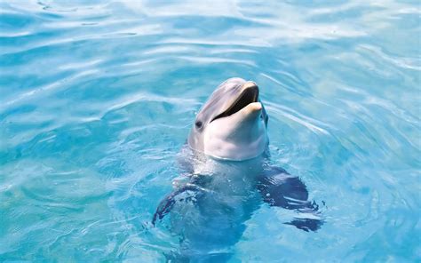 Bottlenose Dolphin Animals Wallpaper High Quality Wallpapers