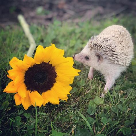 Sunflowers 🌻 And Hedgehogs🦔 Hedgehog Cute Bird