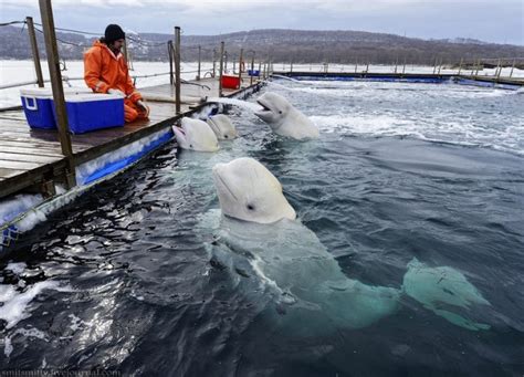 Incredible Images Of White Beluga Whales Being Trained In Russia Page