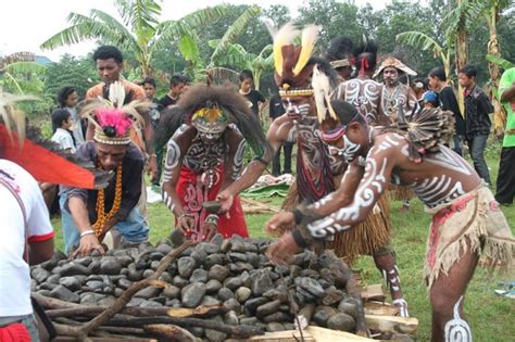 Upacara Bakar Batu Dari Papua Unik Dan Menarik