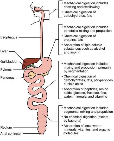 Chemical Digestion And Absorption A Closer Look Anatomy And