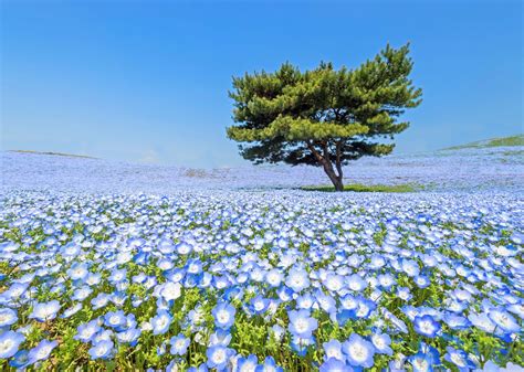 Tiny Blue Flowers Blooming In Japanese Park