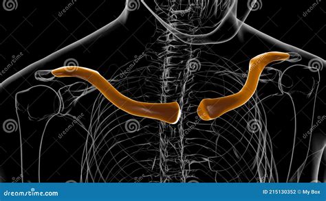 Menselijke Skeletanatomie Clavicle Bones 3d Renderen Stock Illustratie