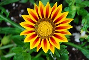 File:Colourful Flower 01.JPG - Wikimedia Commons