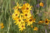How to Grow and Care for Moonbeam Coreopsis