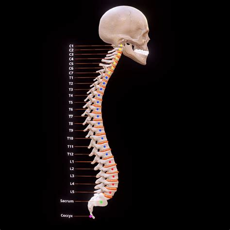 3d Model Human Vertebral Column Spine Skeleton Turbosquid 1657628