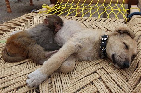 25 Unlikely Animal Friends Sleeping Together