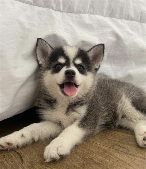 When Is A Pomsky Full Grown Size And Age Fully Grown