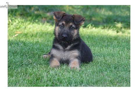 Puppies are flown into new owner's nearest airport with. Cheap German Shepherd Puppies For Sale Near Me | PETSIDI