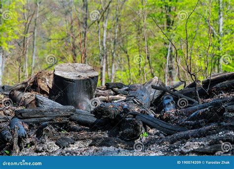 Charred Trees After A Forest Fire Natural Disasters Stock Image