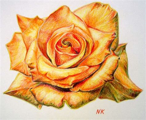 45 beautiful flower drawings and realistic color pencil drawings flower drawing beautiful