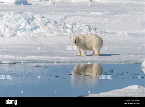 Polar Bear Ursus Maritimus On The Pack Ice North Of Spitsbergen