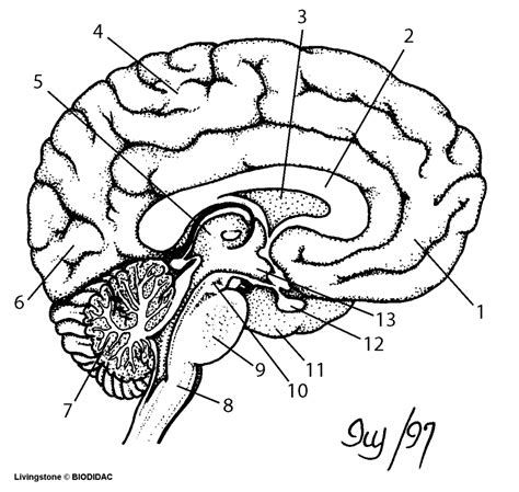 Physiological Psychology Neuroanatomy Diagram Quizlet