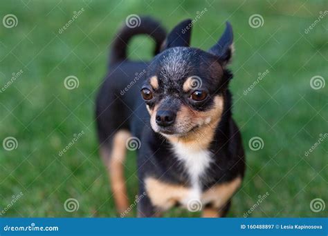 A Black And Tan Purebred Chihuahua Dog Puppy Standing In Grass Outdoors