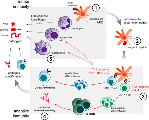 Humoral Immunity Diagram