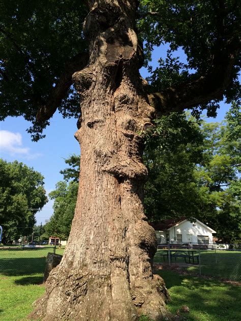 Arkansas Champion Tree White Oak Council Oak In Dardanelle