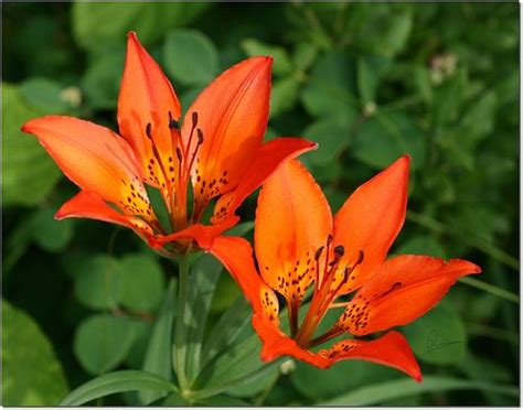 Saskatchewans Provincial Flower The Western Red Lily I Remember A