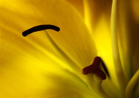 Yellow Lily Flash Gun Back Lighting One Of The Lily Petals