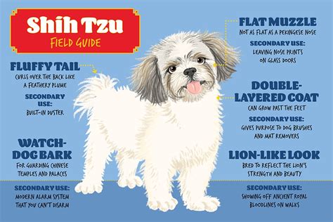 Shih Tzu Dog Breed Field Guide Petmd