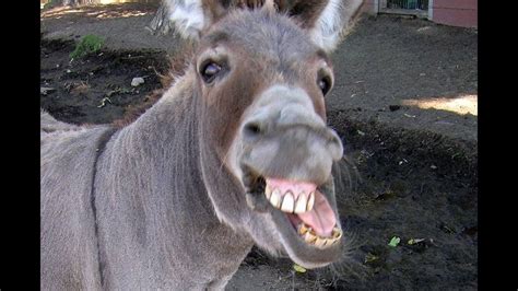 Funny Donkey Videos Funny Animals Videos Funny Donkey Pictures
