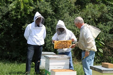 Keeping Virginia Hives Alive Researchers Study Effects Of Pesticides