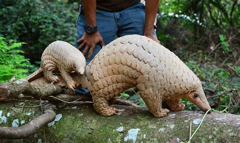 In malaysia, unwanted babies now have a place to be left. Rare Sunda Pangolin Born in Singapore - ZooBorns