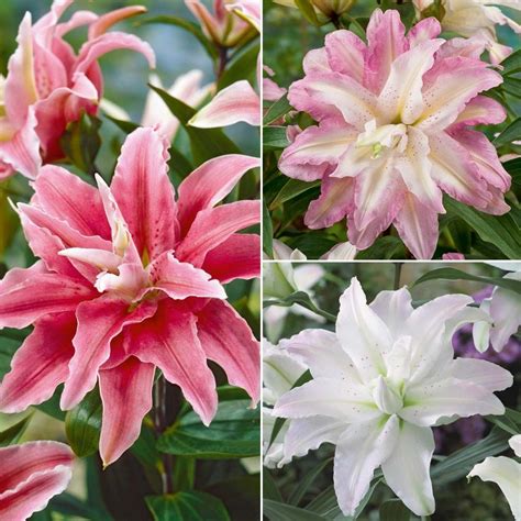 tesco clubcard crystal tree lily® collection growing bulbs growing tree tree lily growing