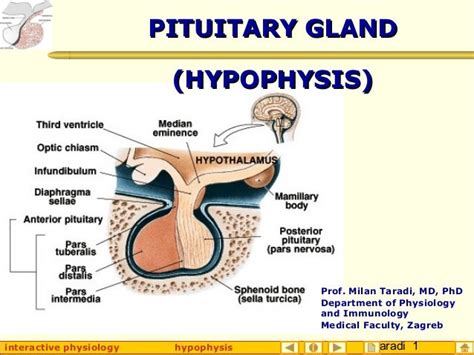 Hypophysis Pituitary Gland