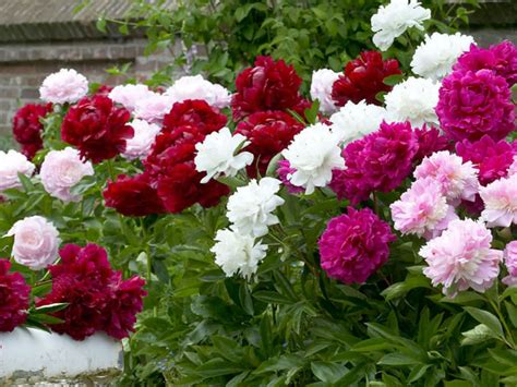 How To Grow And Care For Peonies Planting Peonies Growing Peonies