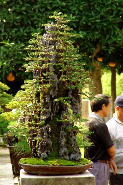 Youre Sure To Feel Zen After You See These 51 Stunning Bonsai